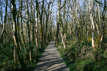 Alley in the yew-boxwood grove in Sochi, Russia