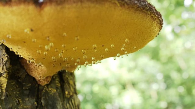 the fungus grows and parasites on the tree trunk