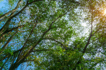 Fototapeta premium Trees with blue sky and sunny
