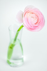 beautiful delicate pink rose ranunculus in a vase. Card. Close up.