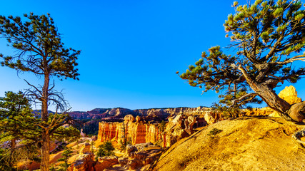 Sunrise over the Vermilion Colored Hoodoos along the Navajo Trail in Bryce Canyon National Park,...
