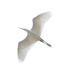 Egret in flight