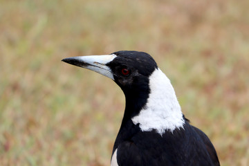 A Magpie