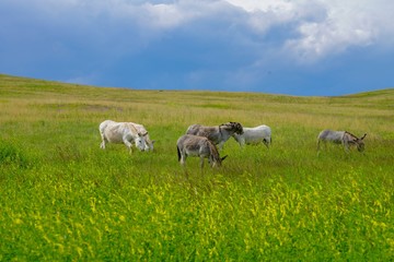 Fototapeta na wymiar Wild Burros grazing in the fields of South Dakota