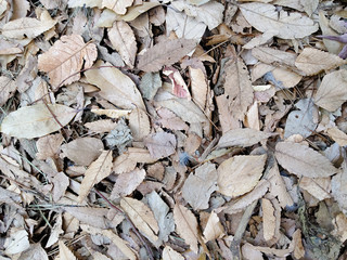 Fallen leaves spreading all over in autumn
