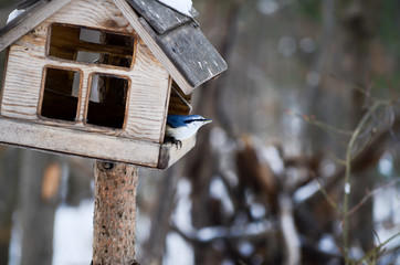 Wood nuthatch in a bird feeder with his bill full of yellow grain millet