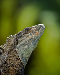 Close up portrait of an iguana