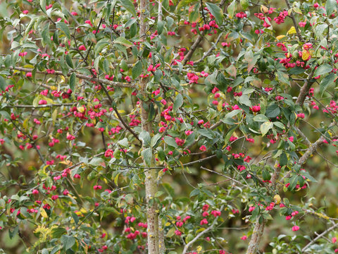 Long, lanceolate yellow-green to reddish-purple leaves in autumn and red, pink to purple capsular fruits with orange or black seeds of European spindle (Euonymus europaeus)
