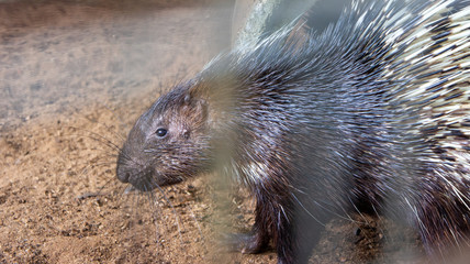 Exotic animal known as hedgehog or porcupine