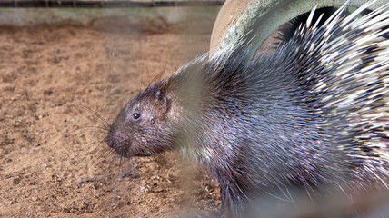 Exotic animal known as hedgehog or porcupine