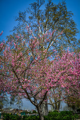 Cherry tree and Chinar tree, Shalimar Garden, Srinagar, India