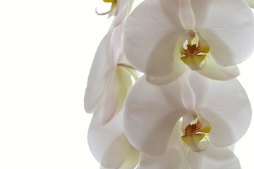 Fototapeta na wymiar White orchid flower (Phalaenopsis) close-up on a white background. floral background