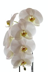 Fototapeta na wymiar White orchid flower (Phalaenopsis) on a white background. Tender light floral background