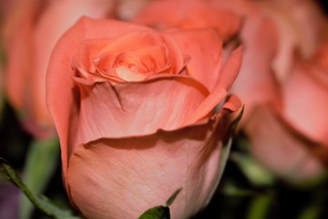 salmon pink roses