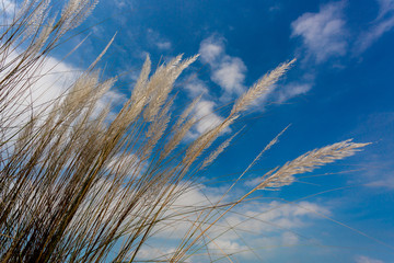 Catkin flowers, Kans grass (Saccharum spontaneum) or Kashful (in bengali) with beautiful Blue Sky at Chandpur, Bangladesh.