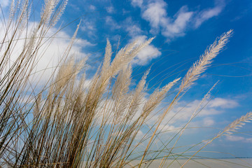 Obraz premium Catkin flowers, Kans grass (Saccharum spontaneum) or Kashful (in bengali) with beautiful Blue Sky at Chandpur, Bangladesh.