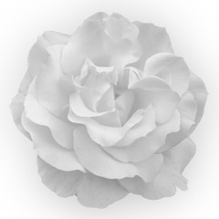 white rose isolated on background