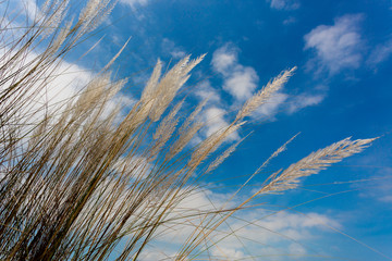 Catkin flowers, Kans grass (Saccharum spontaneum) or Kashful (in bengali) with beautiful Blue Sky at Chandpur, Bangladesh.