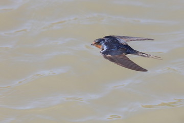 Swallow in flight