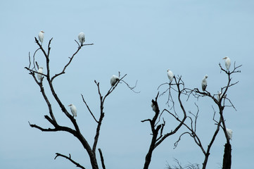 birds on the tree