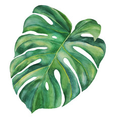 Monstera leaf on white background. Watercolor drawing. Individual element. For textile, background, texture, poster, scrapbooking. © Яна Коршунова