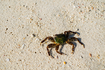 Crab on the white sand beach