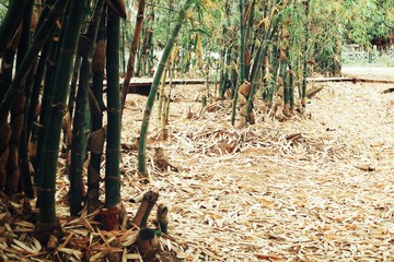 Bamboo leaves on tree in forest