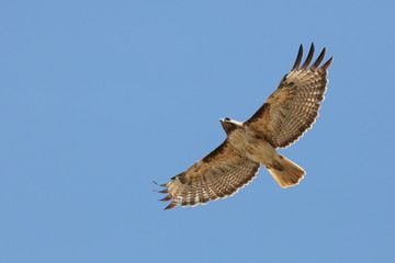 Obraz premium Hawk in flight