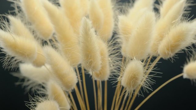 spikes dry lagurus