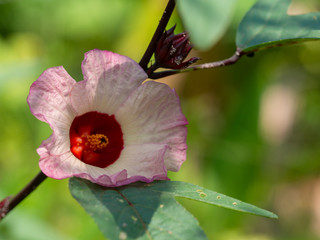 Red flowers and fruit of Rosella( Hibiscus sabdariffa Linn.) or Jamaican Sorel, Roselle, Rozelle, Sorrel, Red Sorrel, Kharkade, Karkade, Vinuela, Cabitutu in small garden Thailand.