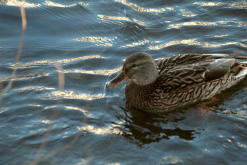 duck in the water
