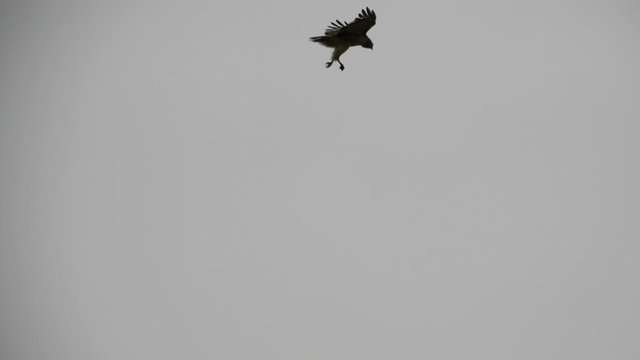 Peregrine Falcon Fighting Another Peregrine Falcon Midflight In Sky