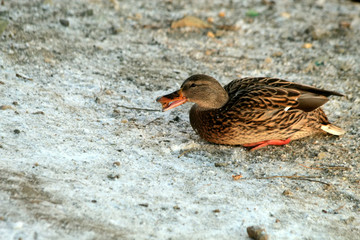 duck in water