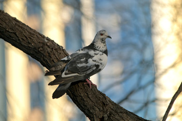 pigeon on rock