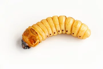 Foto op Plexiglas Beetle Worm of Scarab Beetle is dangerous insect pest with Mango tree borer. Batocera rufomaculata for eating as food edible insects, it is good source of protein. Environment and Entomophagy concept. © nicemyphoto