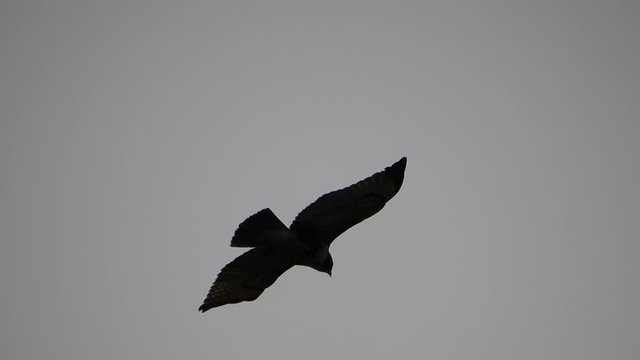 Peregrine Falcon Flying In Sky 003