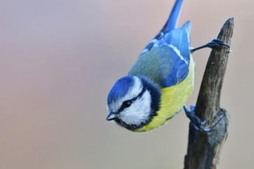 cute blue tit bird near feder,nature in Czech republic