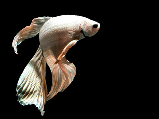 siamese fighting fish , betta splendens with on black background