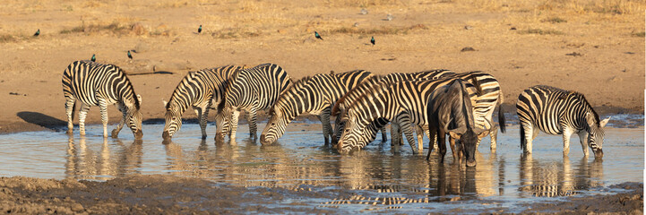 Obraz na płótnie Canvas Herd of Zebra drinking water at a waterhole