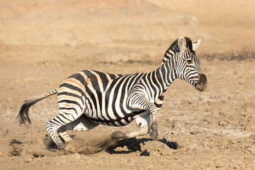 Fototapeta na wymiar Zebra running fast, Kruger Park