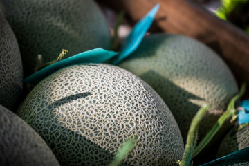 organic farm melon  in Surin thailand