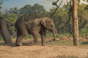 Fototapeta na wymiar little elephants in the jungles in Chitwan.