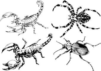 vector drawings sketches different insects bugs Scorpions spiders drawn in ink by hand , objects with no background