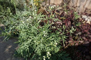 Wild flowers in the garden