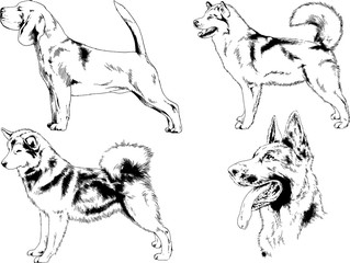 vector drawings sketches pedigree dogs in the racks drawn in ink by hand , objects with no background	