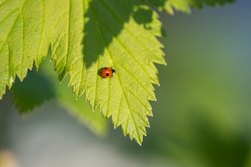 Tiny ladybug on a green leaf of currant in a summer garden on a sunny day