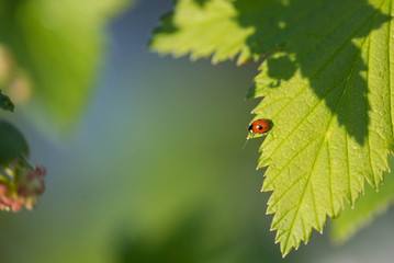 Tiny ladybug on a green leaf of currant in a summer garden on a sunny day