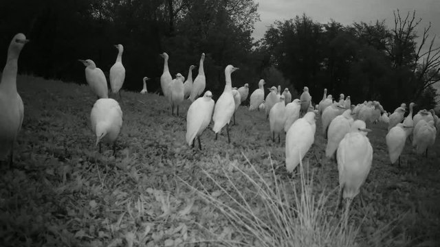 Big Group of White Water Birds (Western Cattle Egret - Bubulcus Ibis) TakeOff in the Night from a Grass Meadow. Black and White Water Animals and Nature FullHD Video.