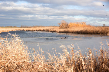 Landscape of winter river and blue sky with brown reeds around.