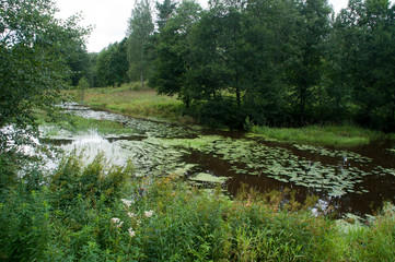 Lahemaa Estonia, view of stream with water lilies